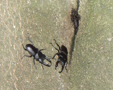 シラカシ_新たな樹液に集うコクワガタ2♂1♀_2021年5月14日19時35分頃 気温21度